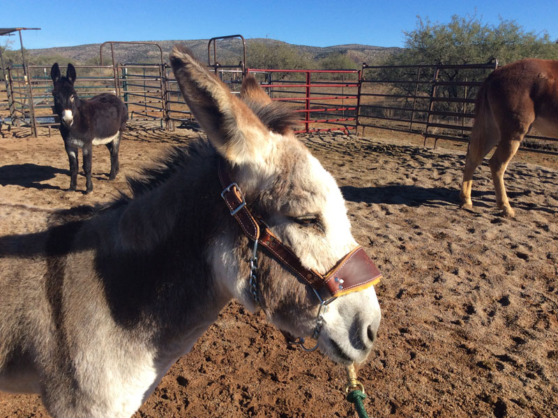 Donkey