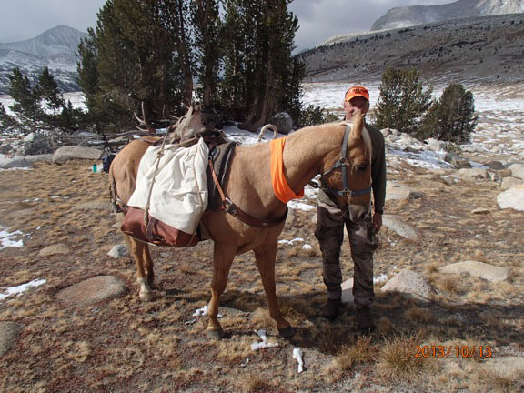 Pack Animals
