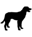 Dog 01-0036