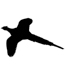 Pheasant 01-0624
