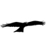 Flying Eagle 01-0646