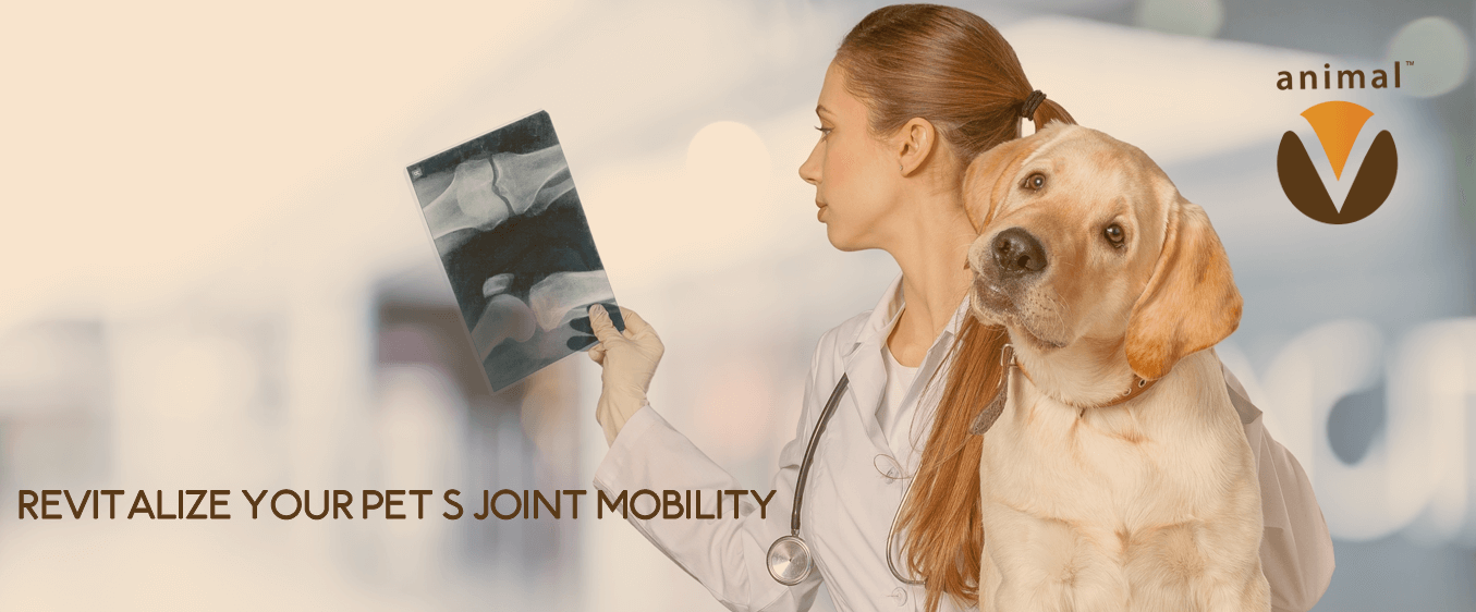Revitalize Your Pet Joint Mobility