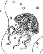 Jellyfish