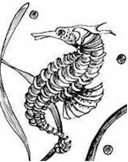 Sea Horse